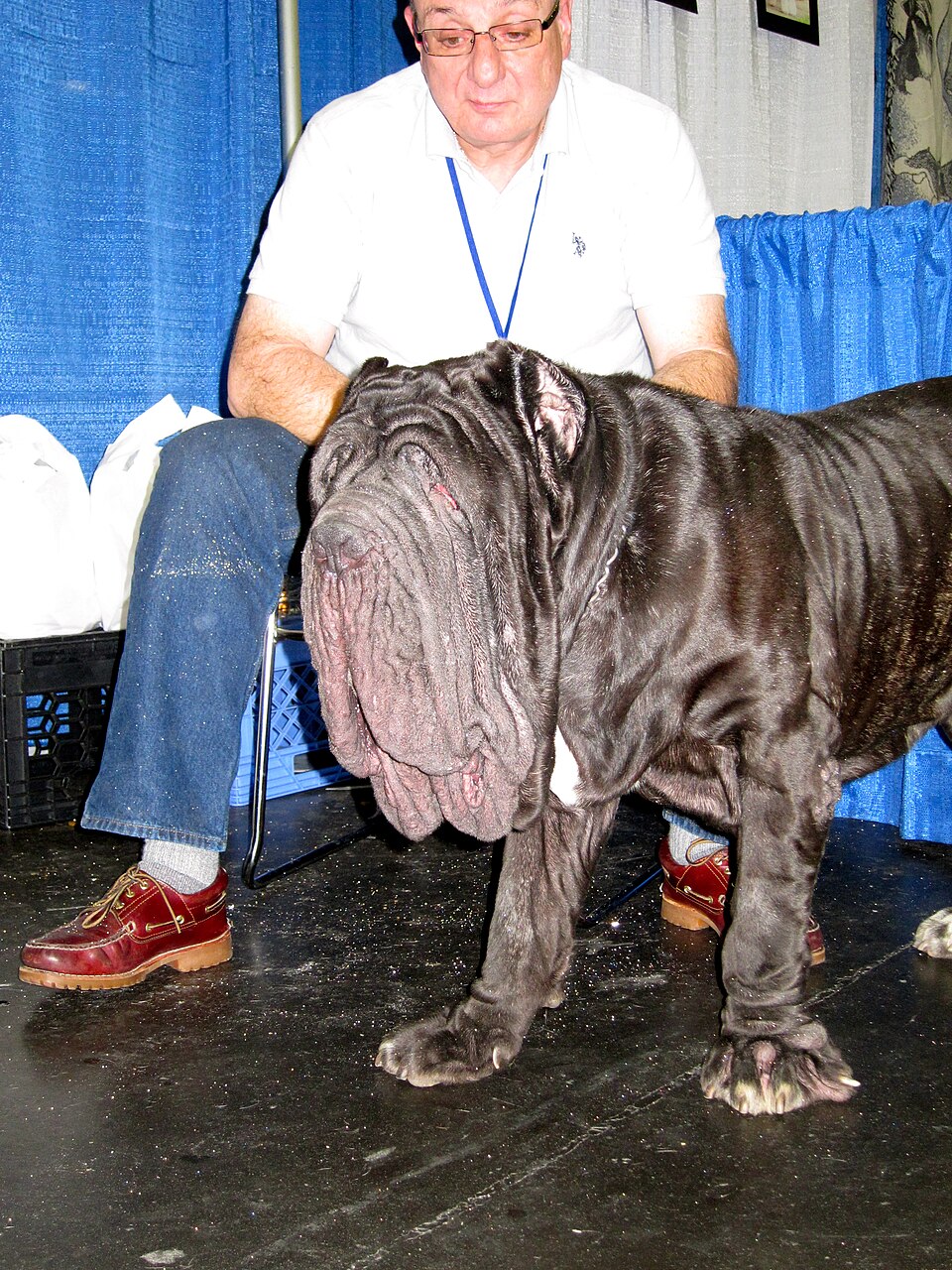 Neapolitan Mastiff — breed profile photo