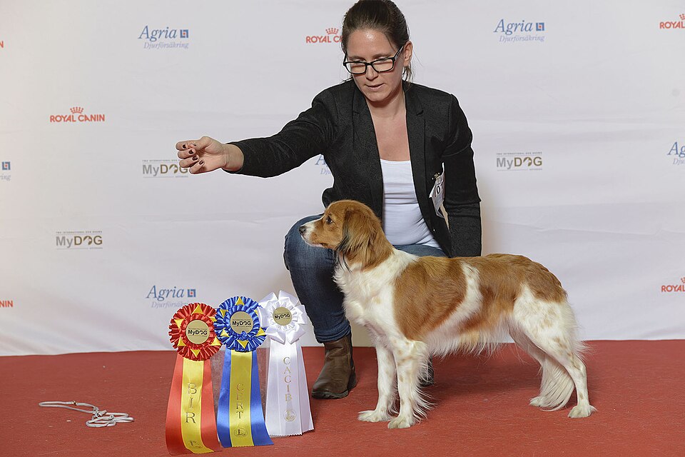 Nederlandse Kooikerhondje — breed profile photo