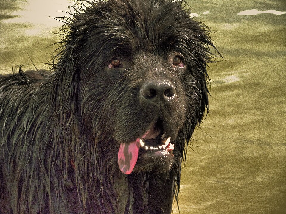 Newfoundland — breed profile photo