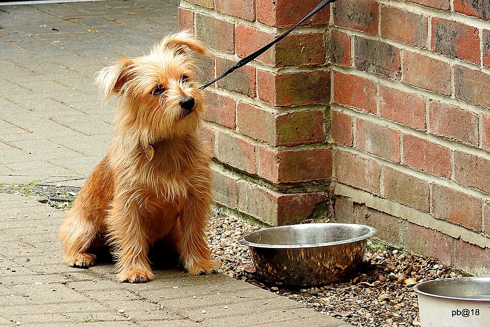 Norfolk Terrier — breed profile photo