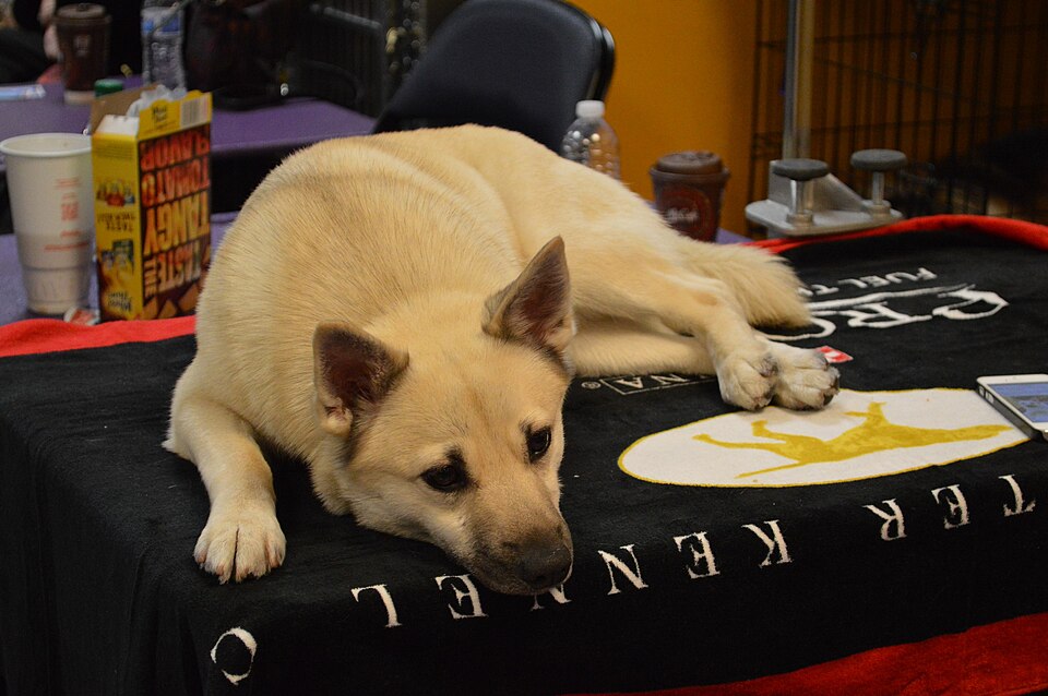 Norwegian Buhund β breed profile photo