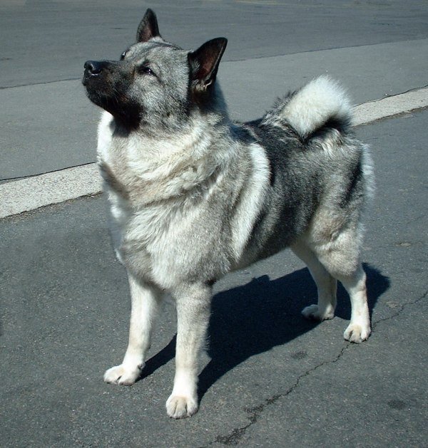 Norwegian Elkhound — breed profile photo