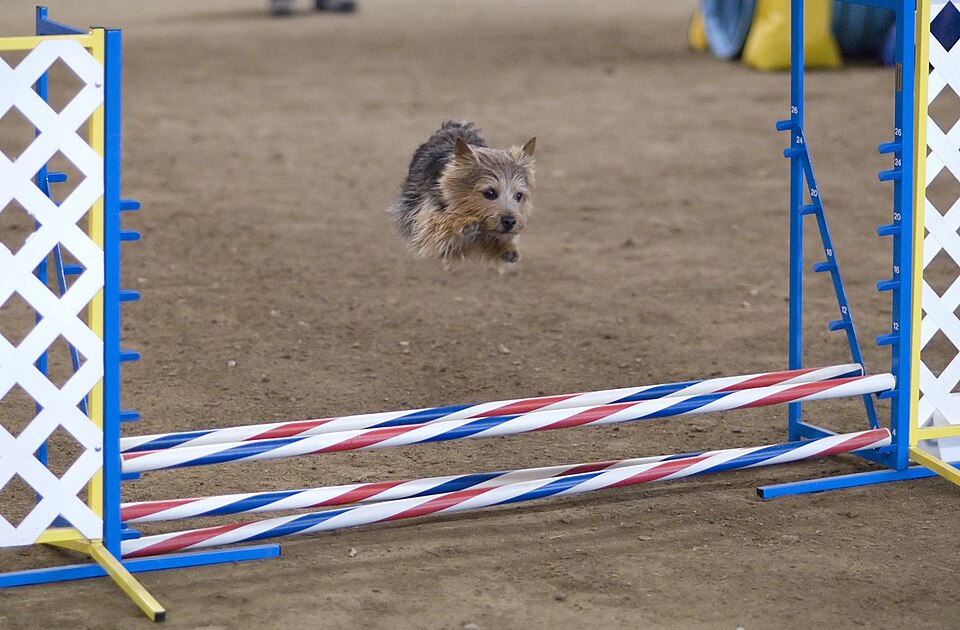 Norwich Terrier β breed profile photo
