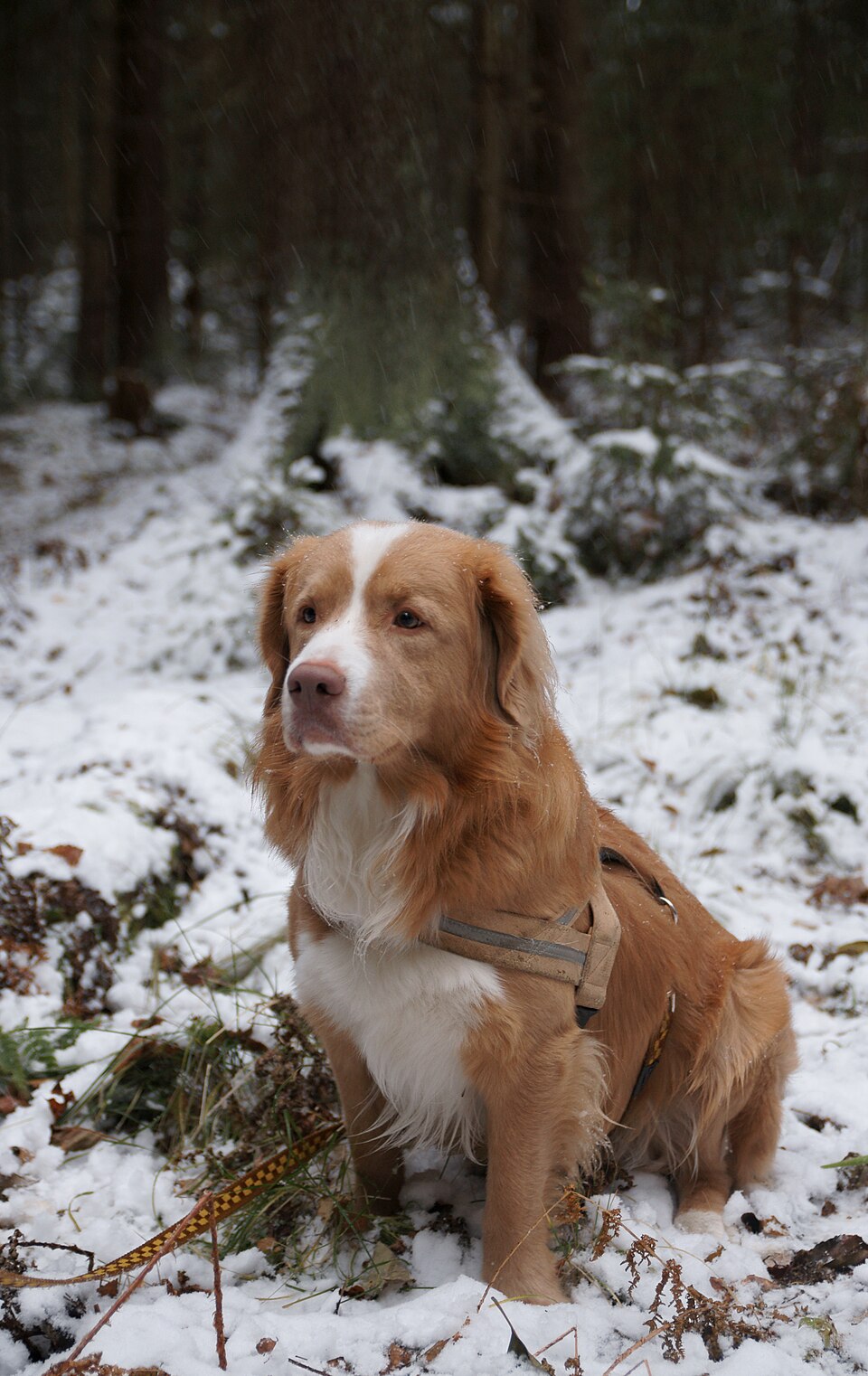 Nova Scotia Duck Tolling Retriever — breed profile photo