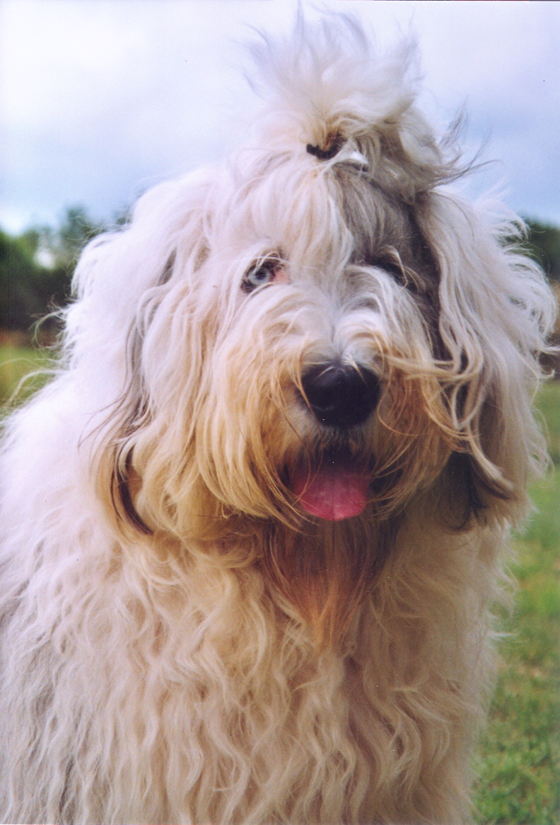 Old English Sheepdog — breed profile photo