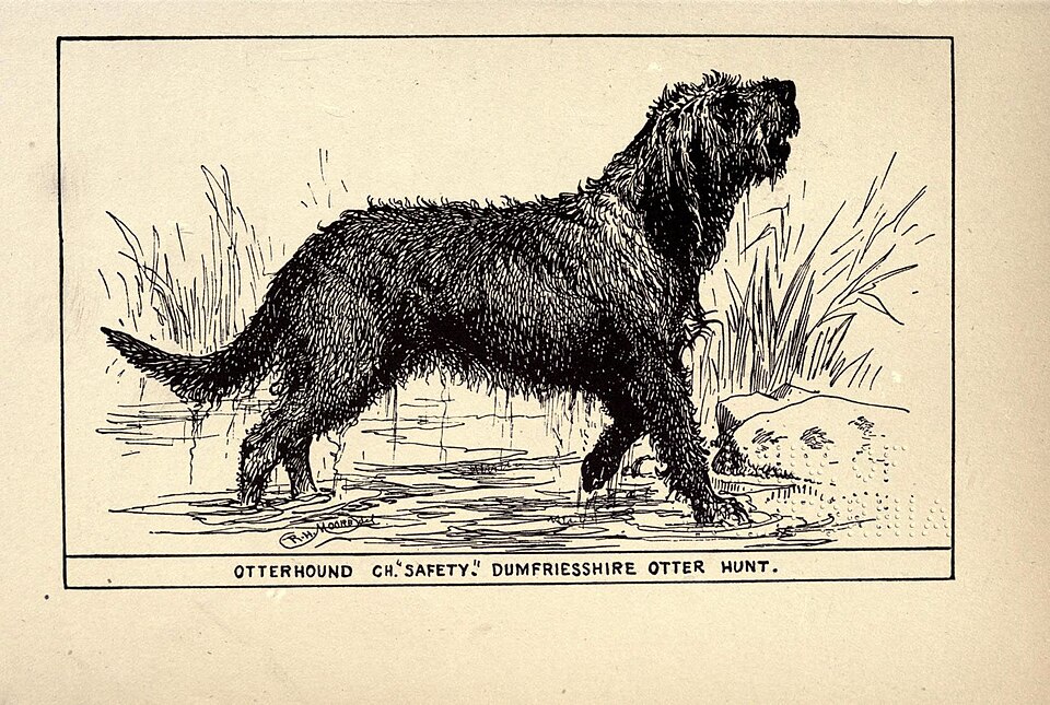 Otterhound — breed profile photo