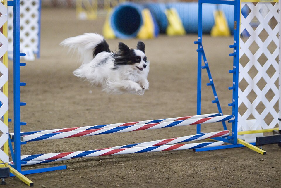 Papillon — breed profile photo