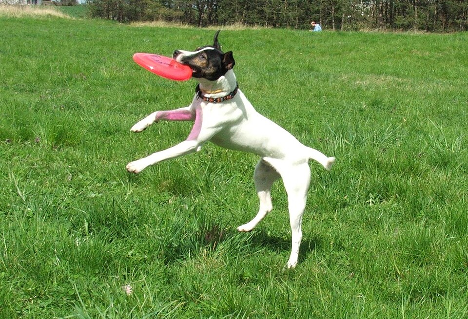Parson Russell Terrier β breed profile photo