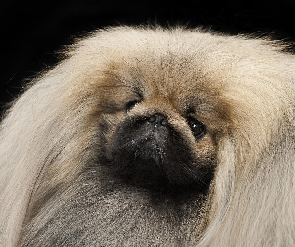 Pekingese β breed profile photo