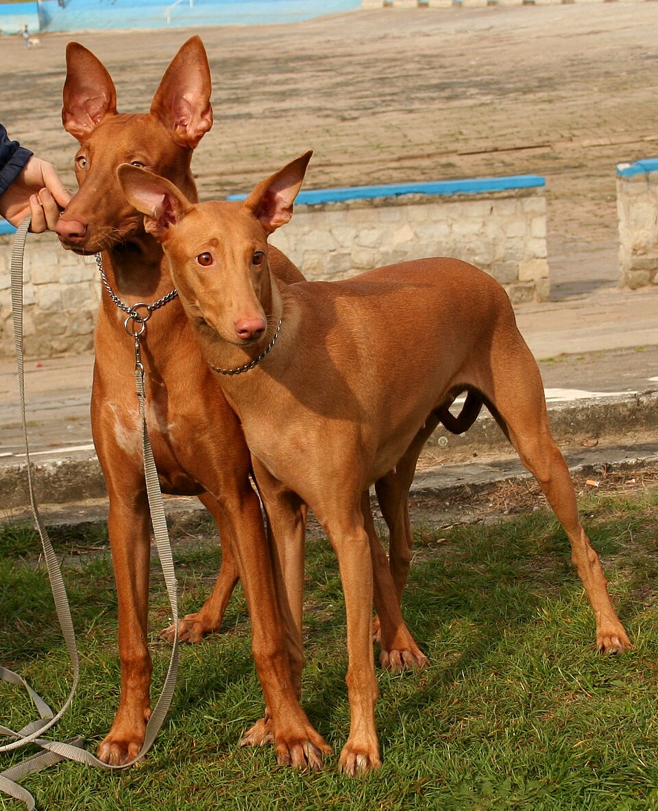 Pharaoh Hound β breed profile photo