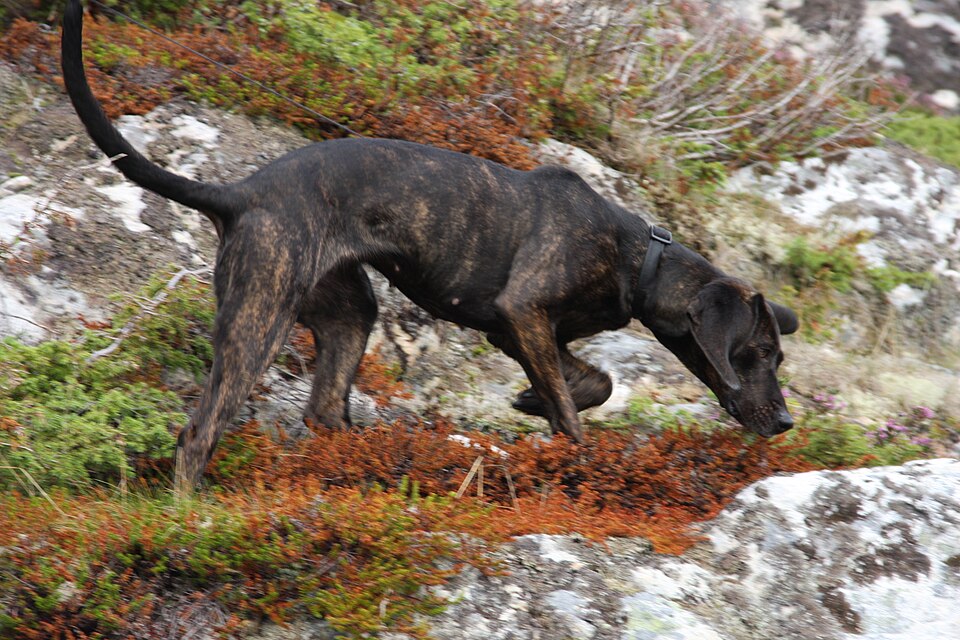 Plott Hound β breed profile photo