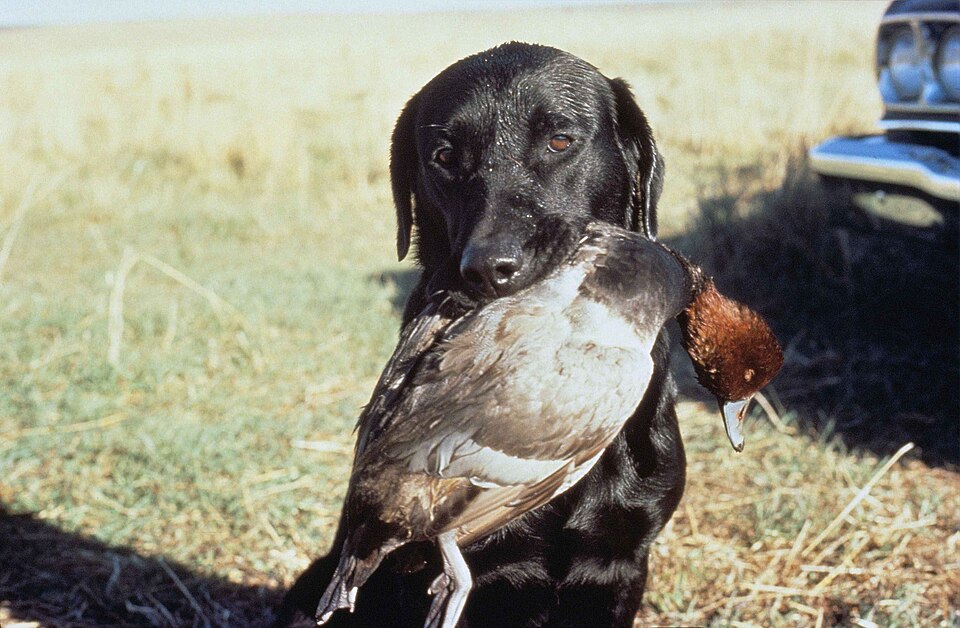 Pointer — breed profile photo