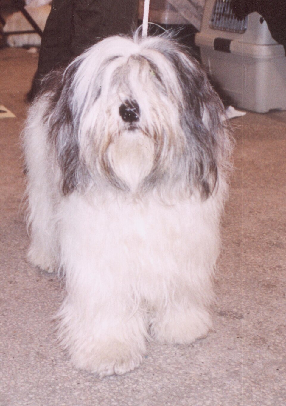 Polish Lowland Sheepdog — breed profile photo