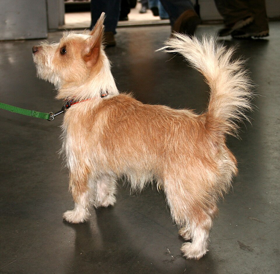 Portuguese Podengo Pequeno — breed profile photo