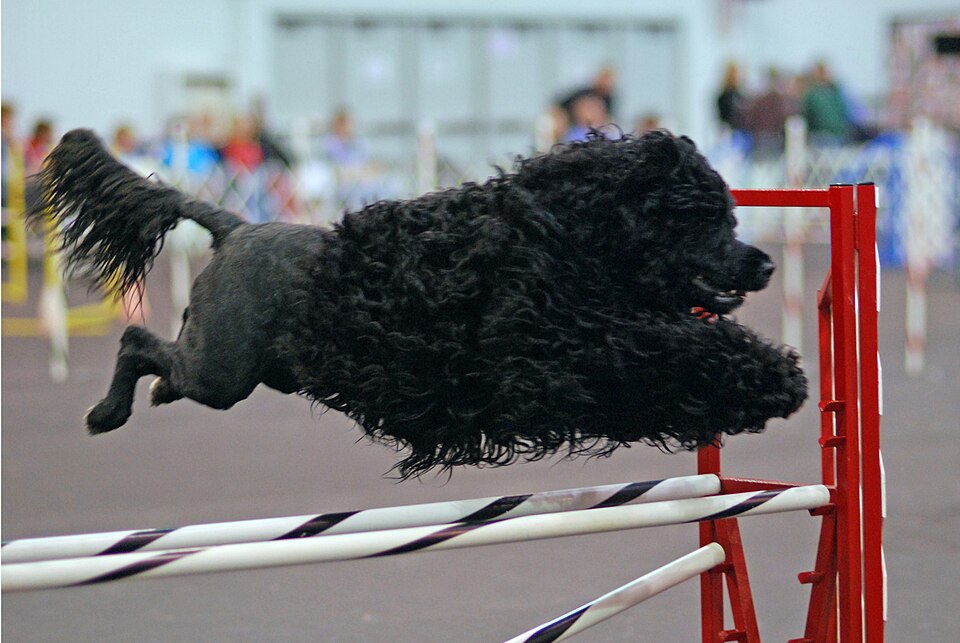 Portuguese Water Dog β breed profile photo