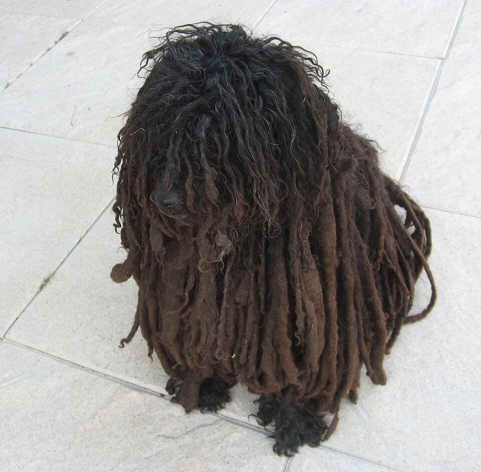 Puli β breed profile photo