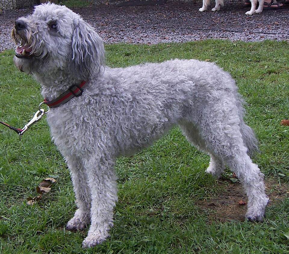 Pumi β breed profile photo