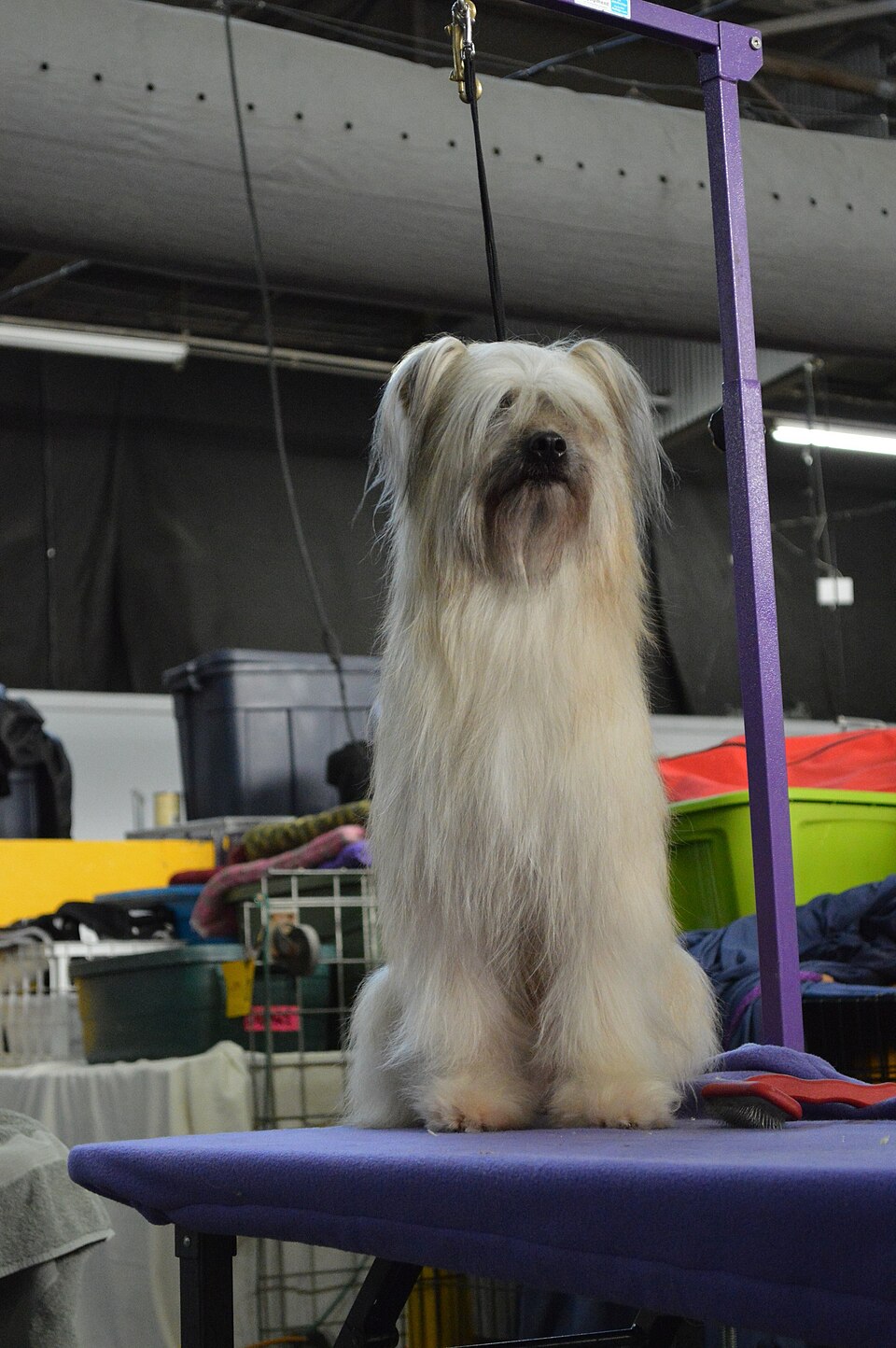 Pyrenean Shepherd β breed profile photo