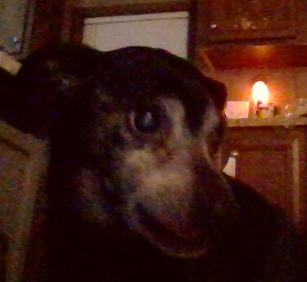 Rat Terrier β breed profile photo