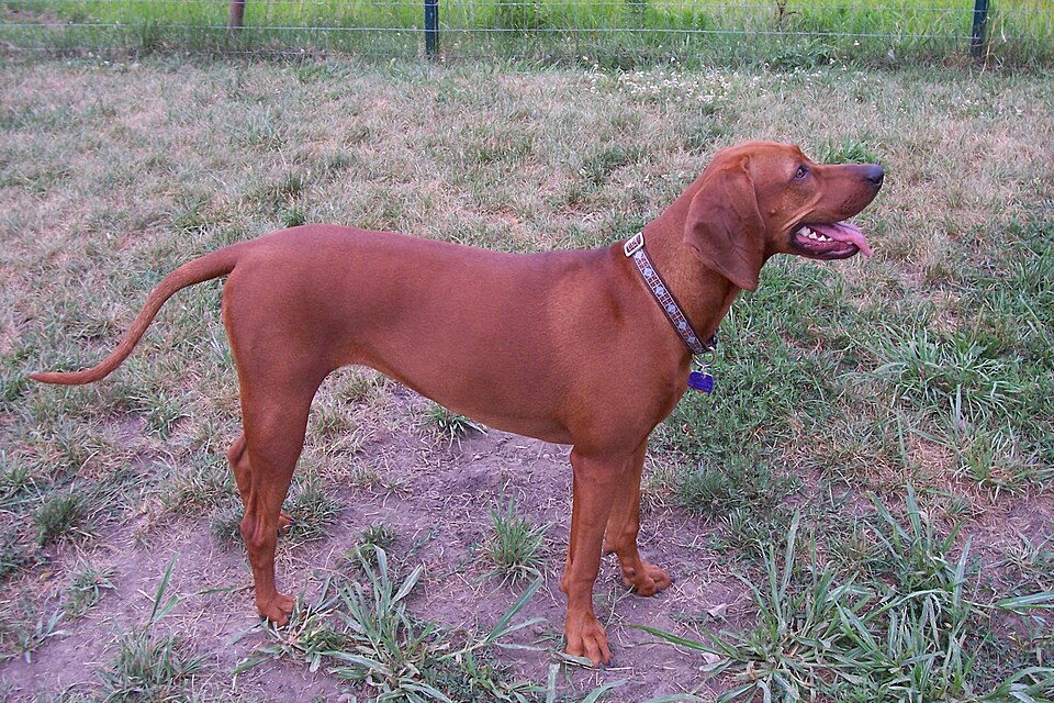 Redbone Coonhound โ breed profile photo