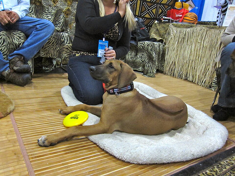 Rhodesian Ridgeback — breed profile photo