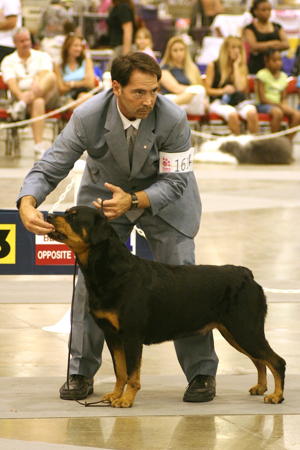 Rottweiler breed profile