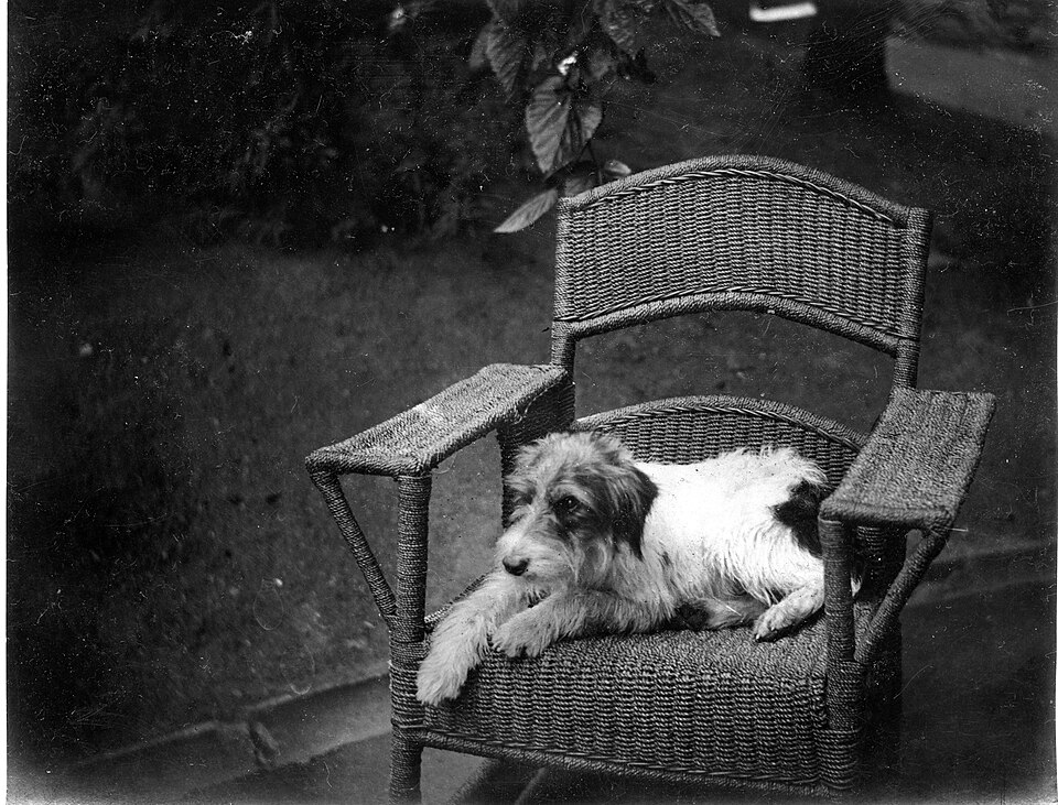 Russell Terrier — breed profile photo
