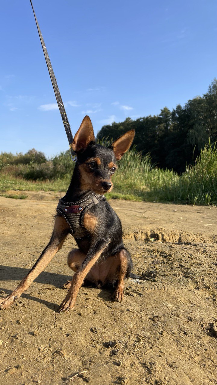 Russian Toy — breed profile photo
