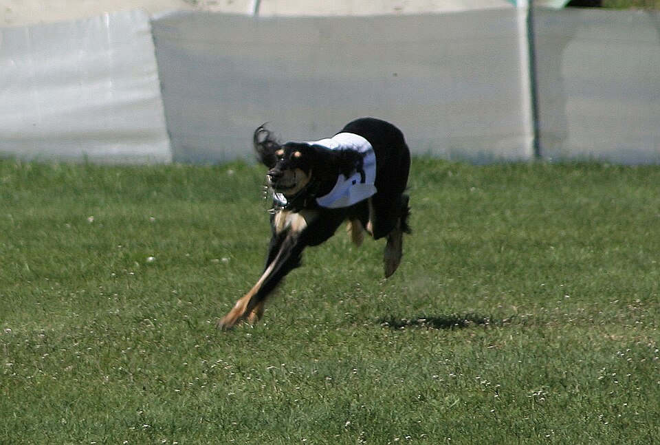 Saluki — breed profile photo