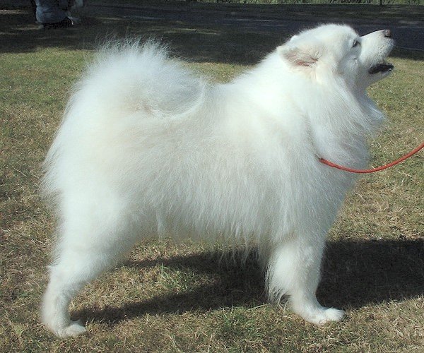Samoyed — breed profile photo