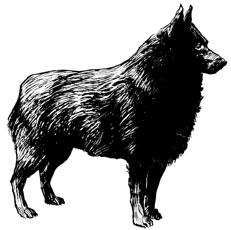 Schipperke — breed profile photo