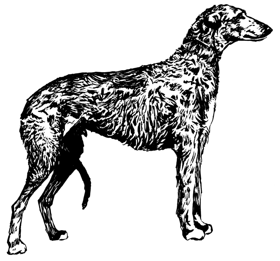 Scottish Deerhound — breed profile photo