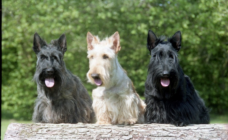 Scottish Terrier — breed profile photo