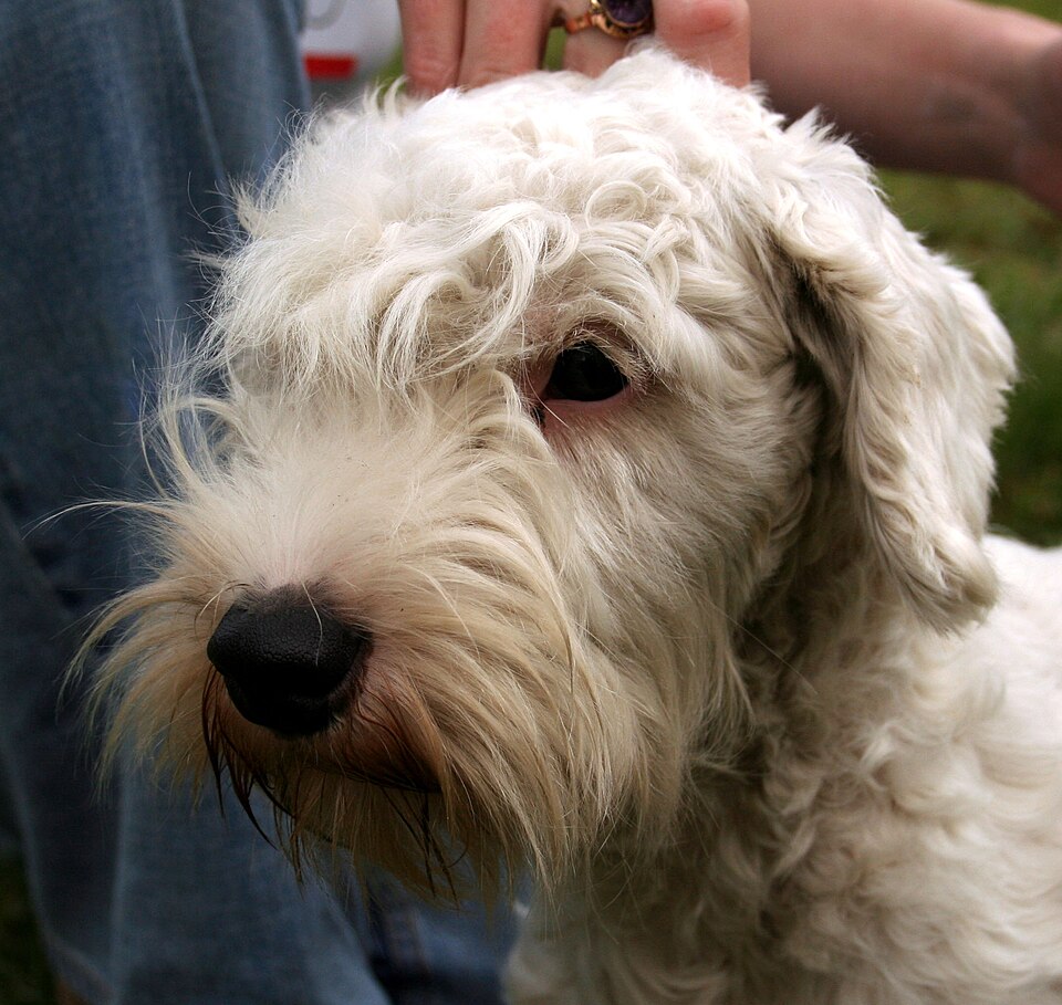 Sealyham Terrier — breed profile photo