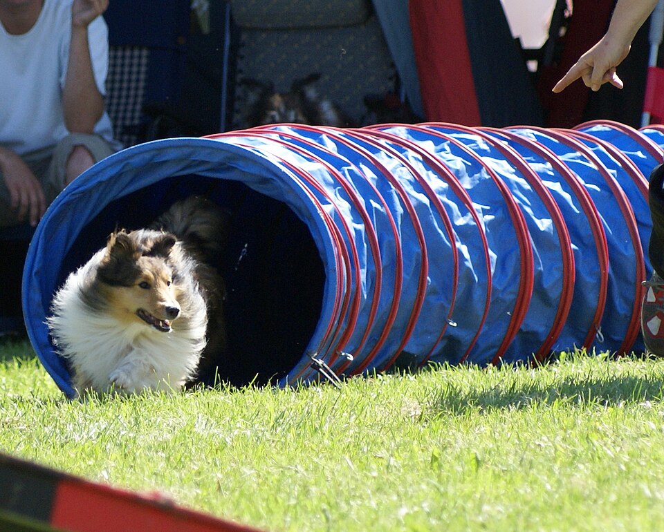 Shetland Sheepdog — breed profile photo