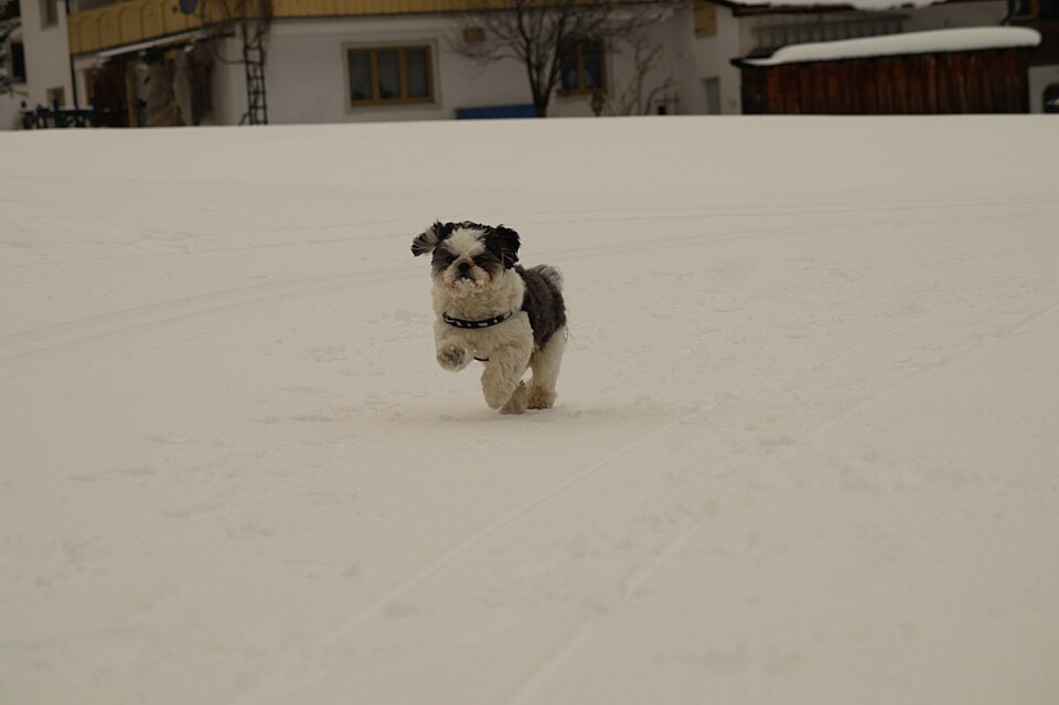 Shih Tzu β breed profile photo