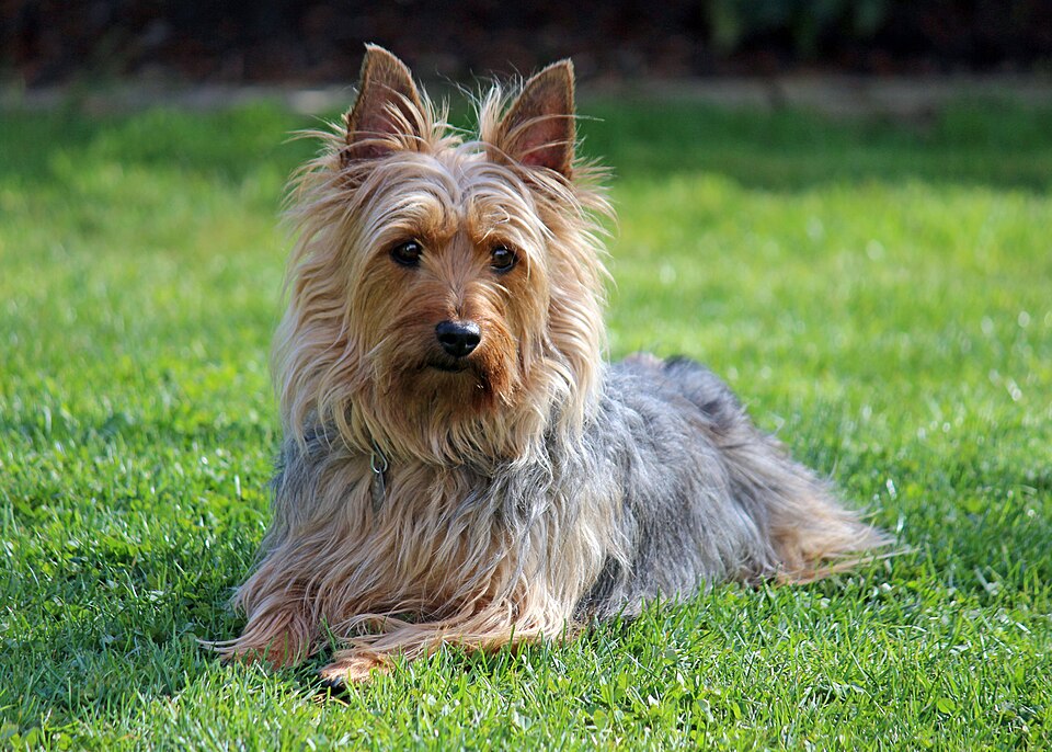 Silky Terrier — breed profile photo
