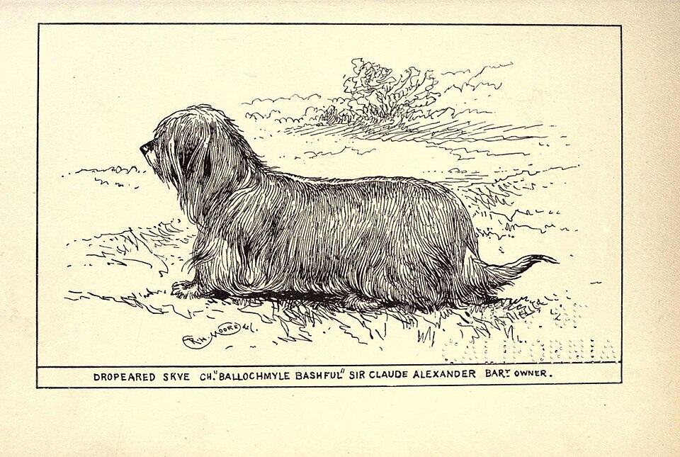 Skye Terrier β breed profile photo