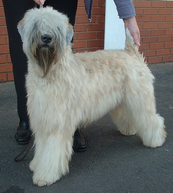 Soft Coated Wheaten Terrier — breed profile photo
