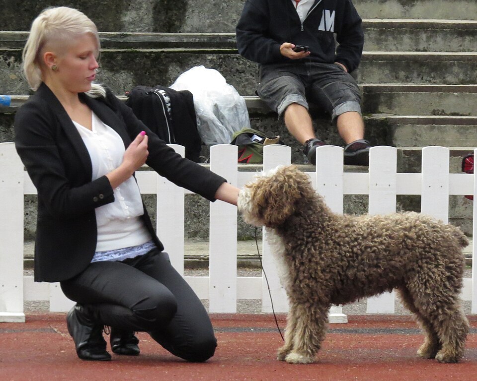 Spanish Water Dog — breed profile photo