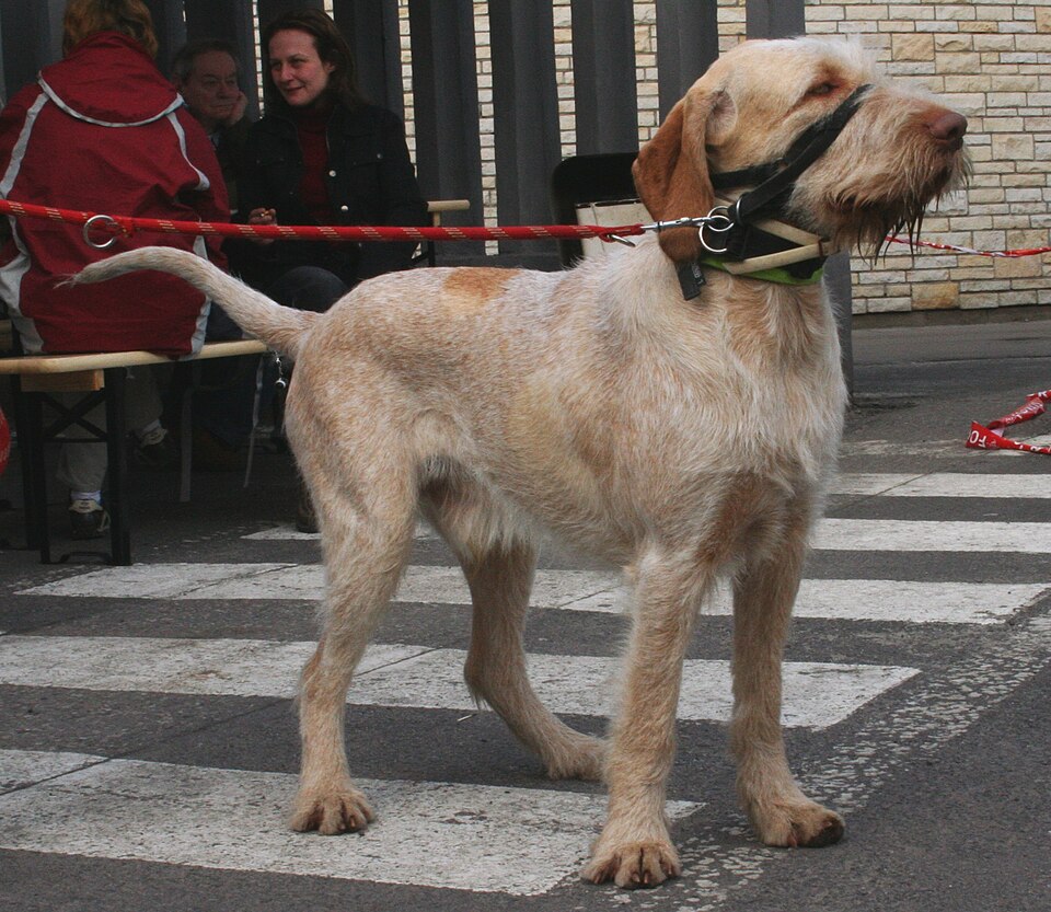 Spinone Italiano β breed profile photo