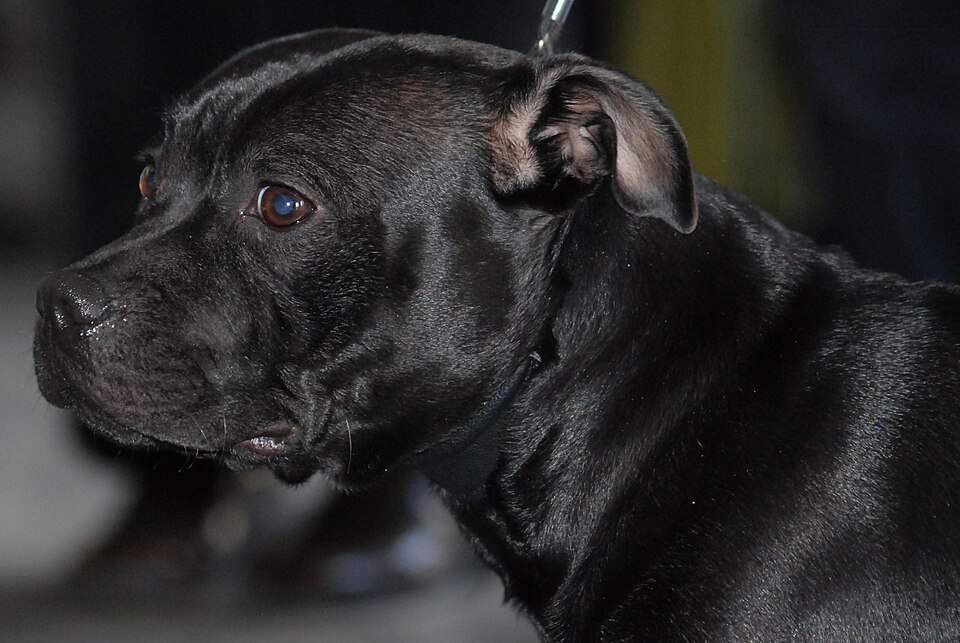 Staffordshire Bull Terrier — breed profile photo