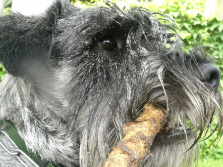 Standard Schnauzer β breed profile photo