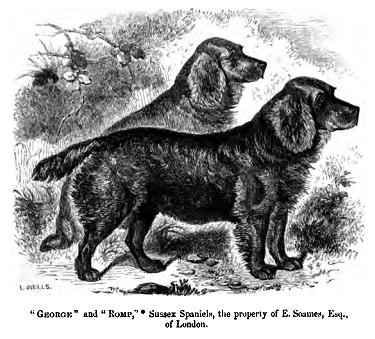 Sussex Spaniel β breed profile photo