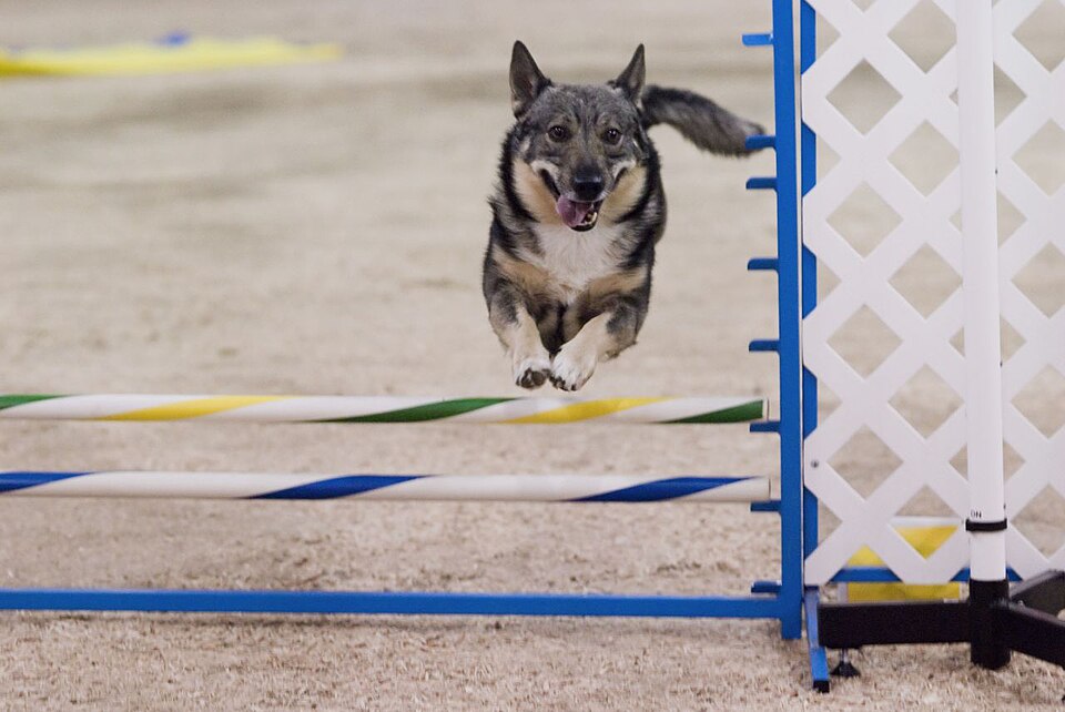 Swedish Vallhund β breed profile photo