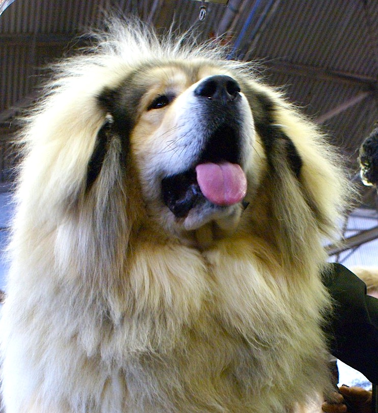 Tibetan Mastiff — breed profile photo