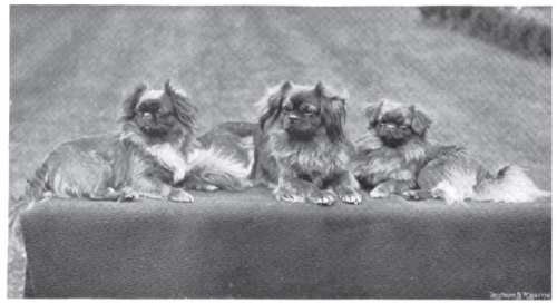 Tibetan Spaniel β breed profile photo