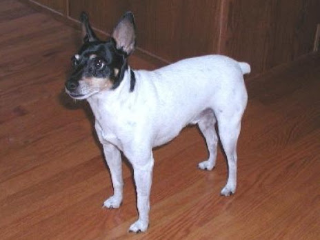 Toy Fox Terrier β breed profile photo