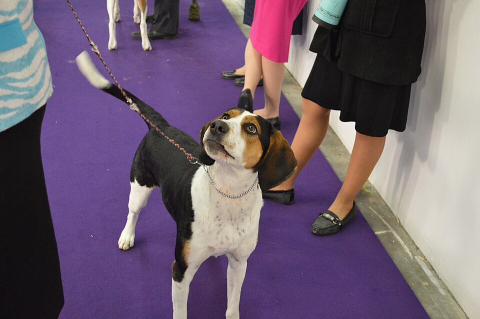Treeing Walker Coonhound — breed profile photo
