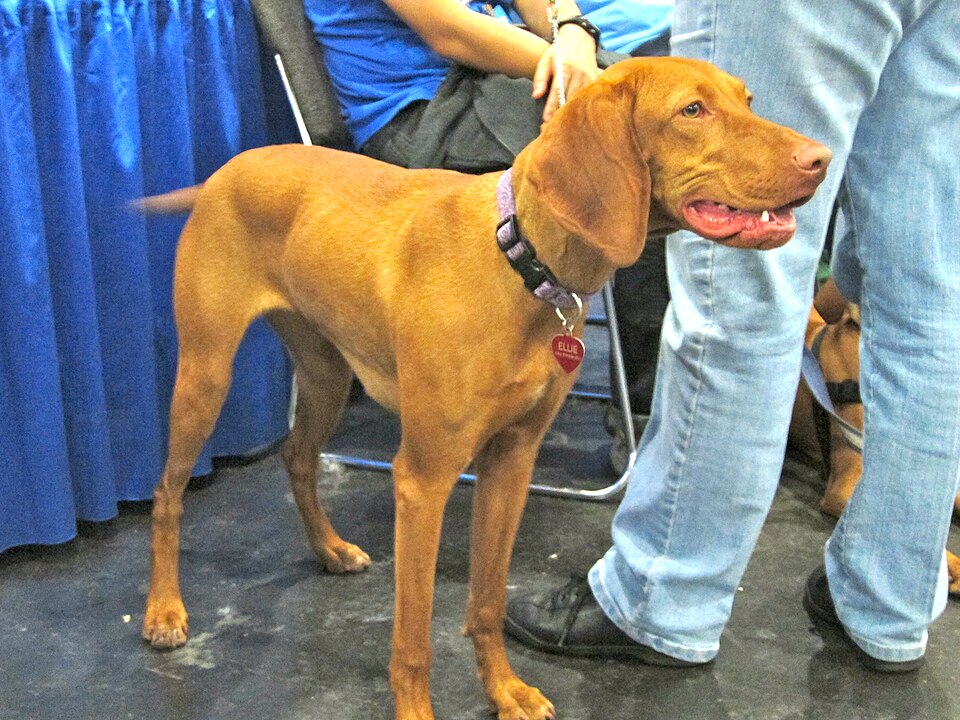 Vizsla β breed profile photo